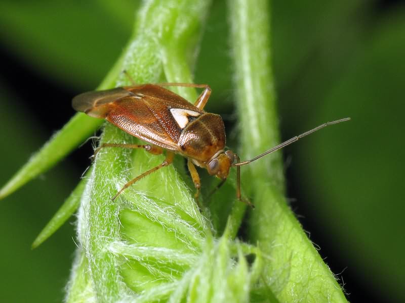 Lygus pratensis (Linnaeus, 1758)